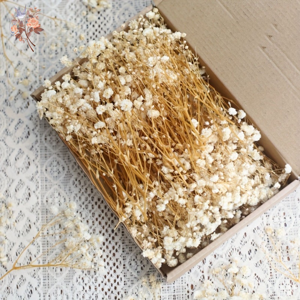 Embellish Craft - 100 Stück Mini Getrocknete Schleierkraut-Blumen für